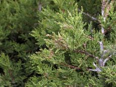 Juniperus-foetidissima_дефолиация